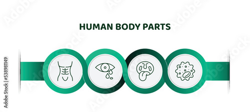 editable thin line icons with infographic template. infographic for human body parts concept. included human abdomen, sweat or tear drop, tonsil, basophil icons.