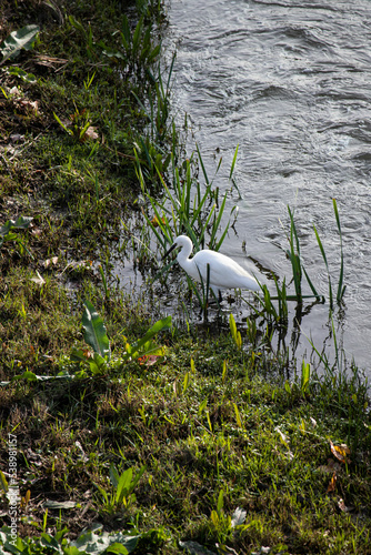 Egret in the wild