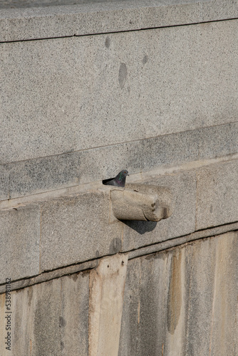 Calm pigeon