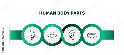 editable thin line icons with infographic template. infographic for human body parts concept. included digestive system, big lips, human ear, men chest icons.