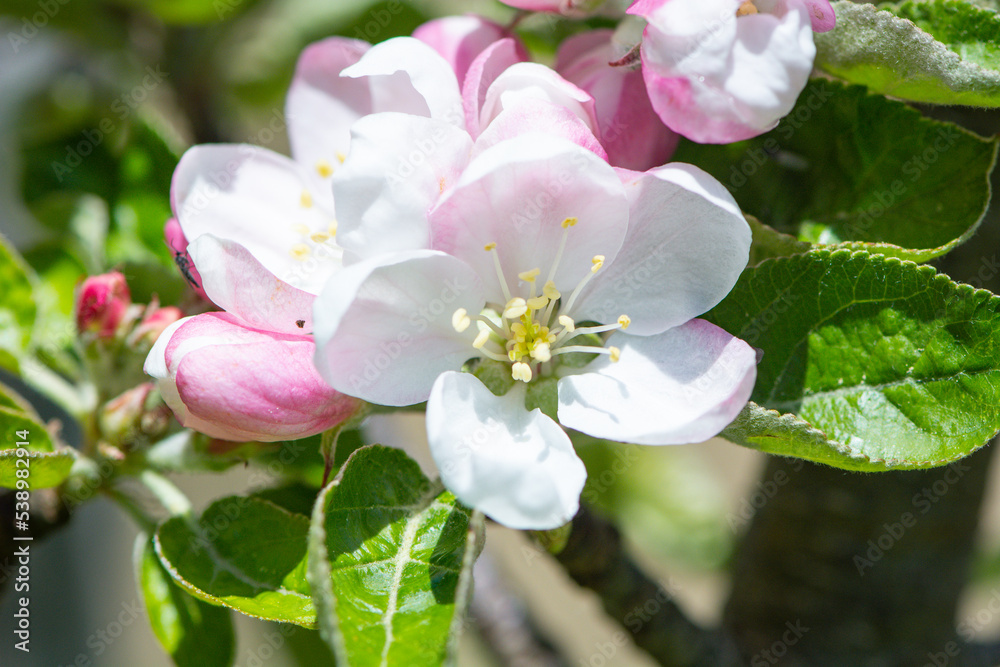 Blüten vom Apfelbaum Blüten vom Apfelbaum