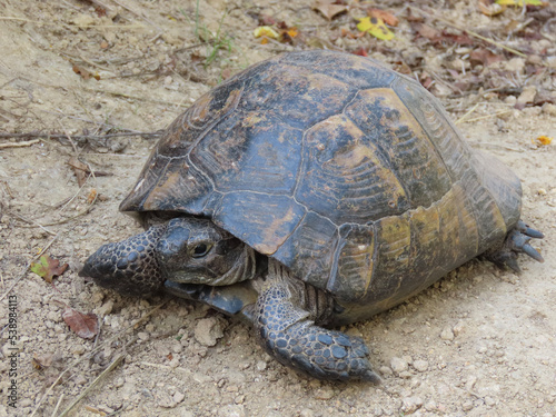 The Spur-thighed Tortoise, also known as the Greek Tortoise, is a fascinating species known for its unique appearance and longevity.