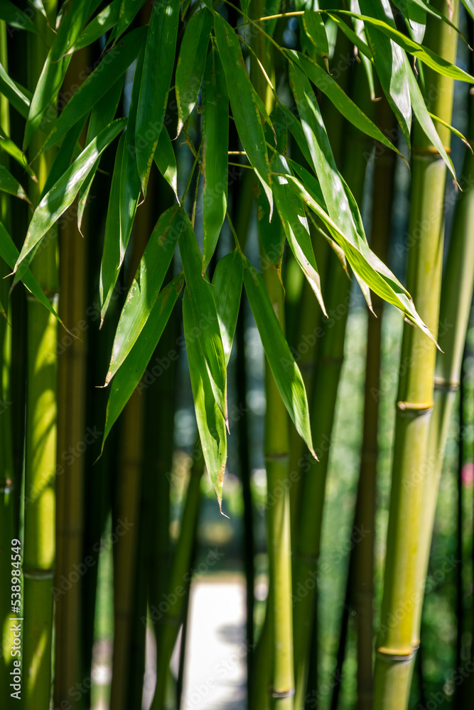 Obraz premium Bamboo forest background