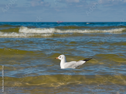 Biała mewa pływająca w morzu