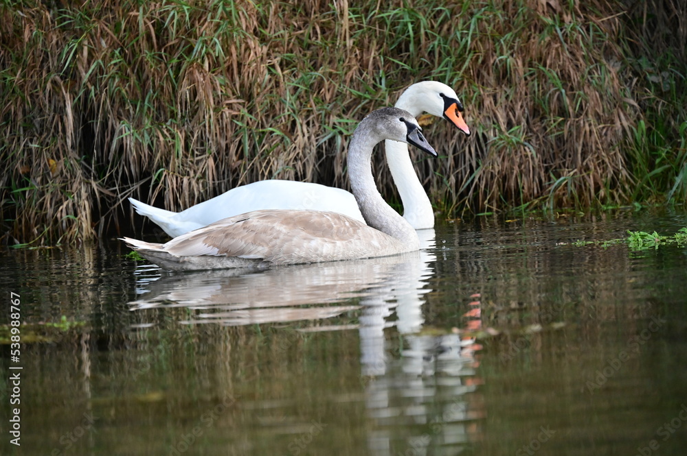 Fototapeta premium swan on the lake