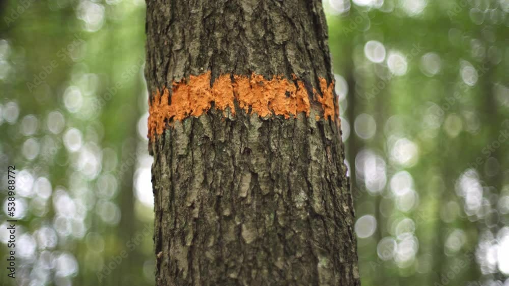 Close up of orange painted hiking trail sign on a tree