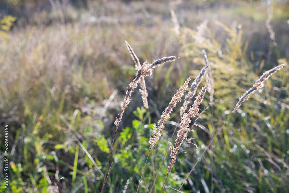 Blurred image of autumn meadow at sunset.