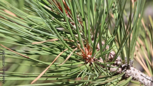 Tan nonresinous ovoid buds with notably white trichomatic scale fringes of Pinus Jeffreyi, Pinaceae, native monoecious evergreen tree in the San Bernardino Mountains, Transverse Ranges, Summer. photo