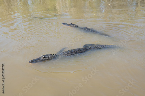 American alligator swimming in the rivers of the Louisiana bayou on a sunny day