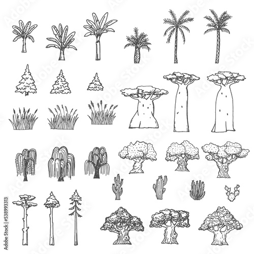 Palm, baobab and cactus, willow, oak, reeds and spruce trees. Sketch plants of forest, garden and desert nature, vector hand drawn elements of vintage map. Coconut palms, bulrush grass and osier