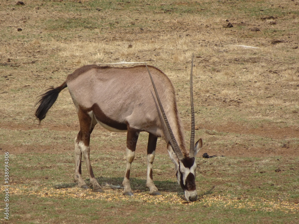 Fototapeta premium Oryx pastando en la sabana africana, África