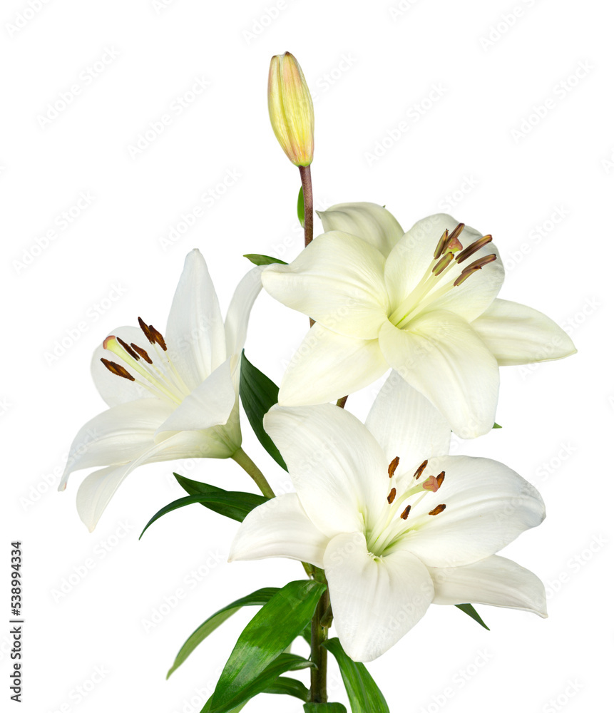 white lily flower