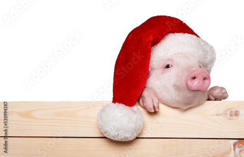 Cute piglet animal in santa hat hanging on a fence