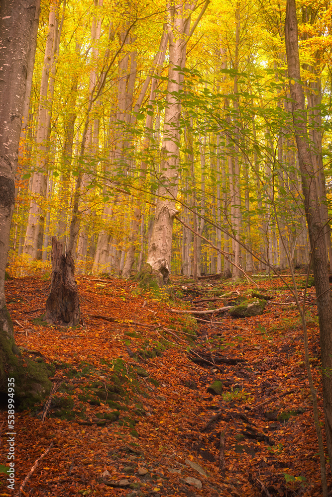 Autumn full of colors in the hearth of Jeniky mountains in Czechia during sunset. Near to Skalní potok river are golden leaves on trees combined with red laeves on the ground covering moss and rocks a