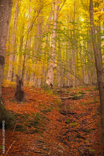 Autumn full of colors in the hearth of Jeniky mountains in Czechia during sunset. Near to Skalní potok river are golden leaves on trees combined with red laeves on the ground covering moss and rocks a