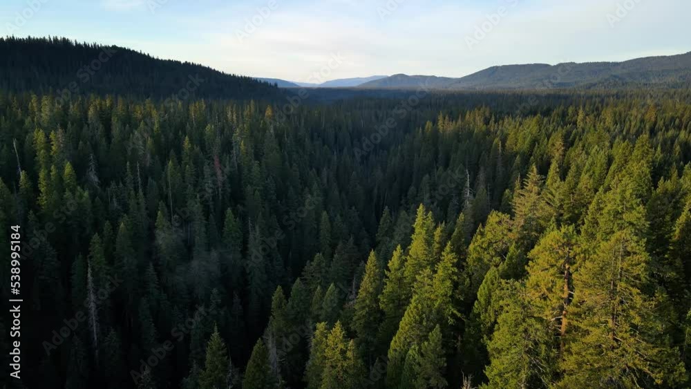 Flying over a mountainside forest in Southern Oregon at dawn Flying over a mountainside forest in Southern Oregon at dawn