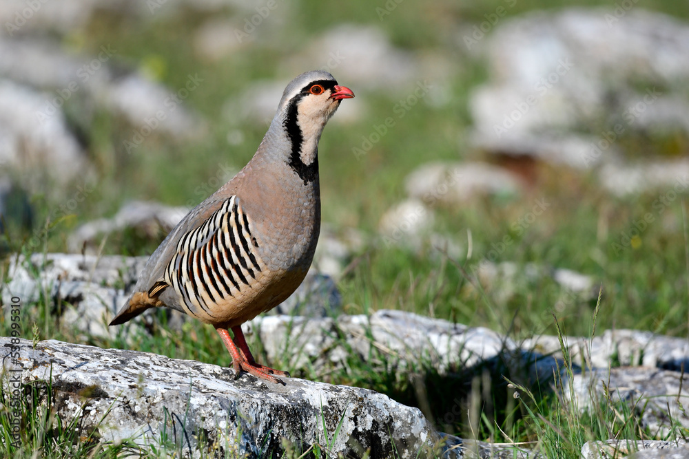 Steinhuhn // Rock Partridge (Alectoris graeca) - Griechenland Steinhuhn // Rock Partridge (Alectoris graeca) - Griechenland