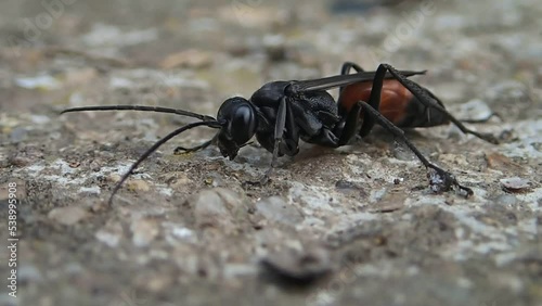 Hawk wasp