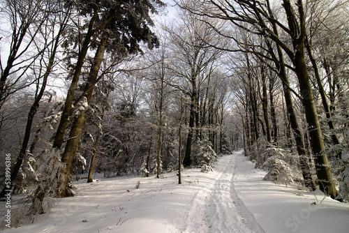 Leśna zaśnieżona droga
