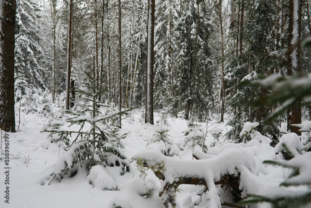 Winter snowy frosty landscape. The forest is covered with snow. Frost and fog in the park. Winter snowy frosty landscape. The forest is covered with snow. Frost and fog in the park.