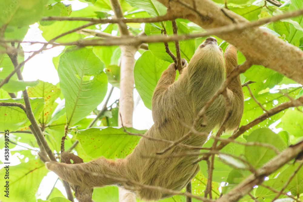 Fototapeta premium Wild sloth hanging from palm trees