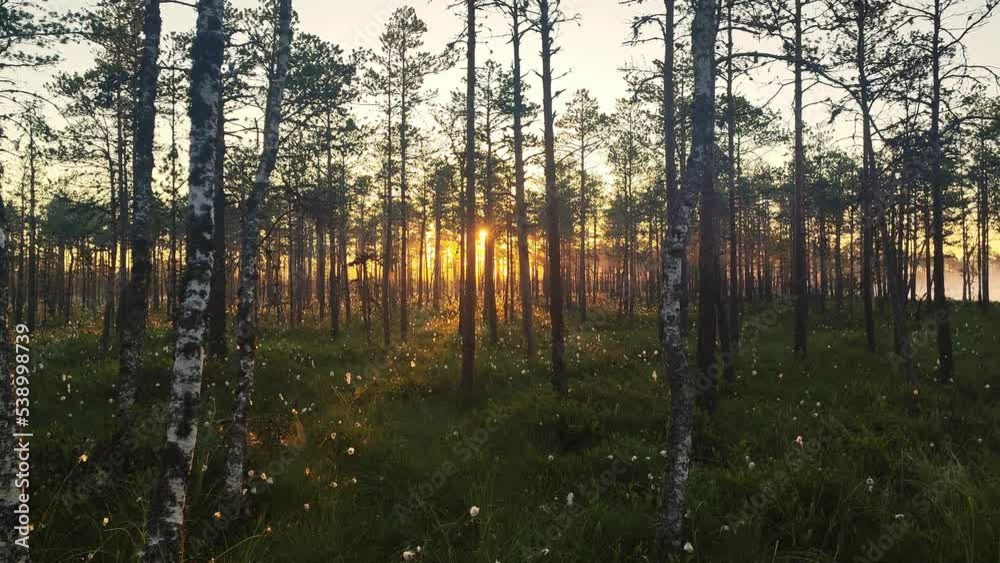 Beautiful view through bog trees during sunrise. Early summer morning with sunrise and birch trees. Sun shining through trees with sunbeams through woods in mystical bog swamp landscape. 