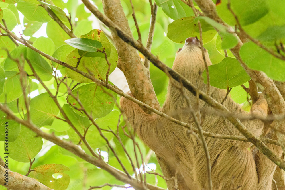 Wild sloth hanging from palm trees Wild sloth hanging from palm trees