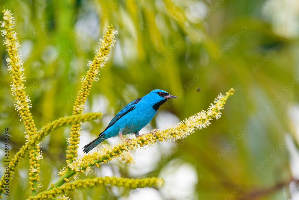 blue bird on the branch
