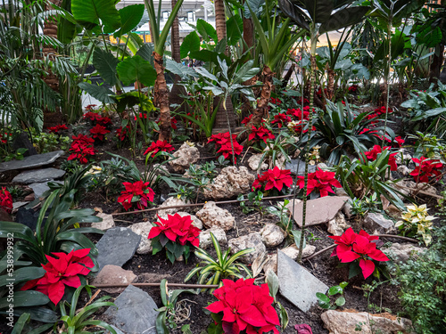 Poinsettias growing in the green space at Madrid's Atocha train station in Spain