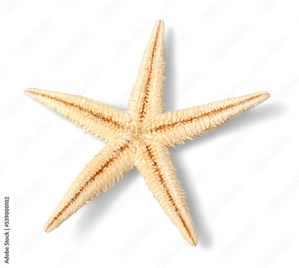 Yellow starfish isolated on white background Yellow starfish isolated on white background