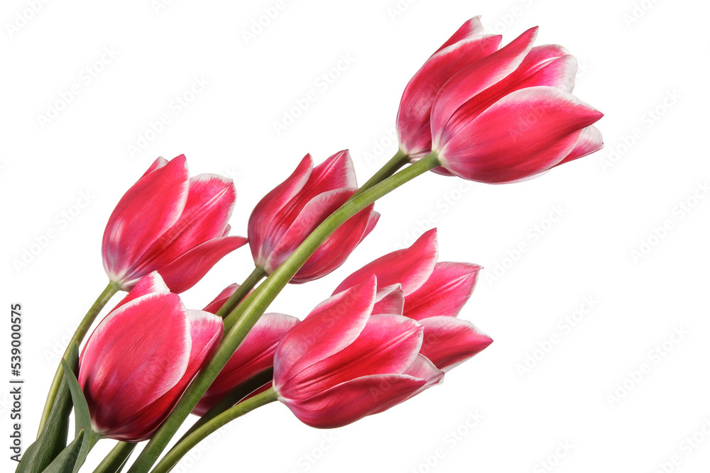 Beautiful bouquet of tulip flowers isolated on a white background Beautiful bouquet of tulip flowers isolated on a white background