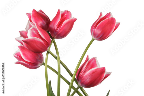 Beautiful bouquet of tulip flowers isolated on a white background
