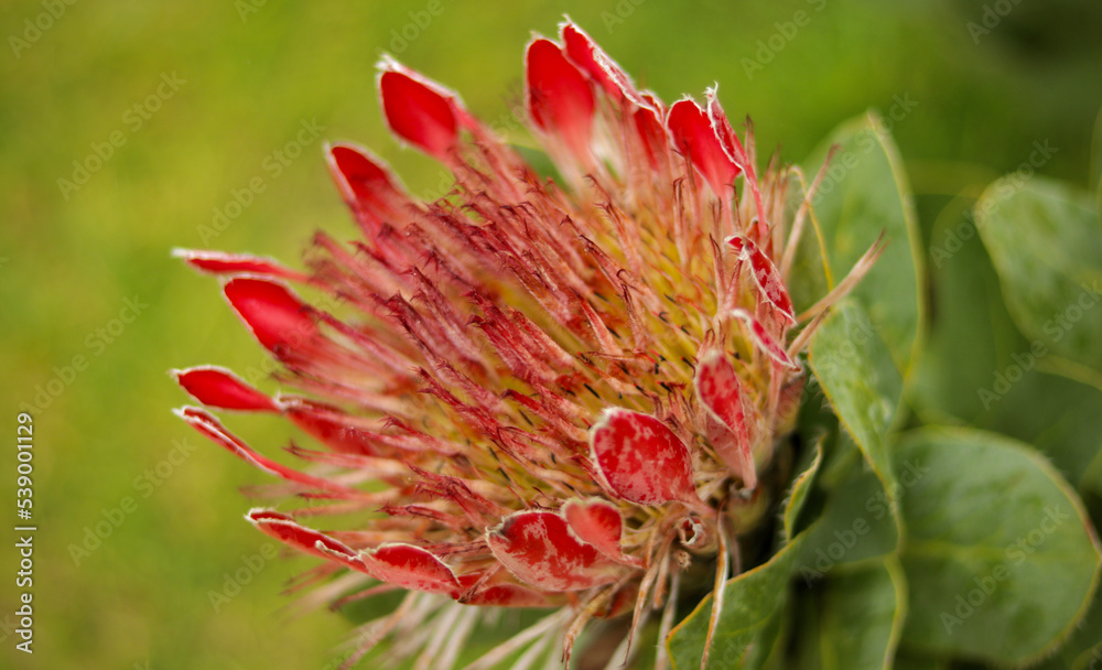 red Protea plant close-up