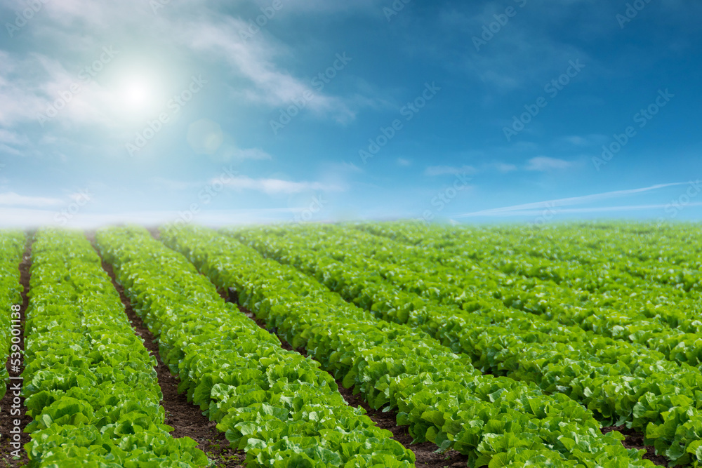 Rows of organically grown fresh lettuce for the food industry. Agro-industrial complex of plantations for growing vegetable crops.