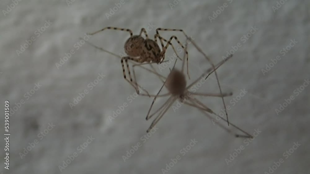 Spitting spider eating a cellar spider Spitting spider eating a cellar spider