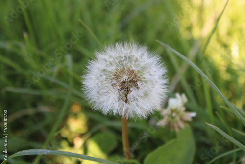 A young full-bodied dandelion in the shade on a summer day