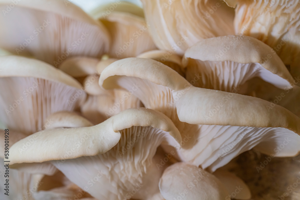 Closeup of wjite oyster mushrooms Closeup of wjite oyster mushrooms