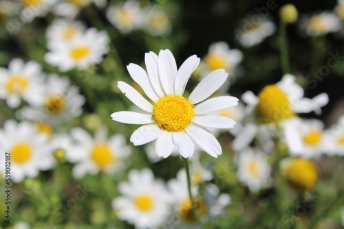 A large daisy against a background of many fuzzy daisies