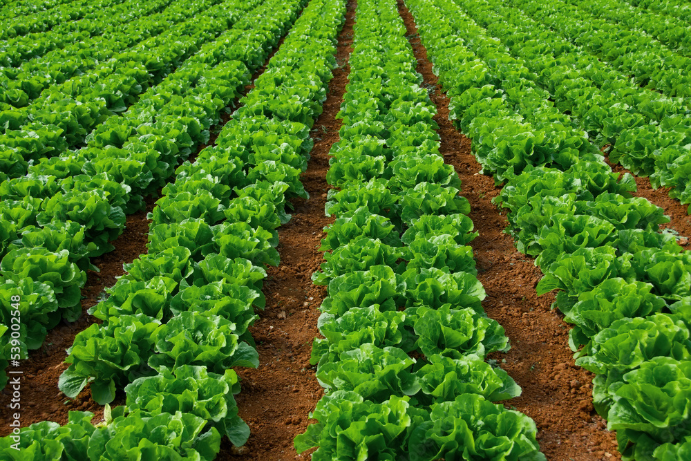 Rows of organically grown fresh lettuce for the food industry. Agro-industrial complex of plantations for growing vegetable crops.