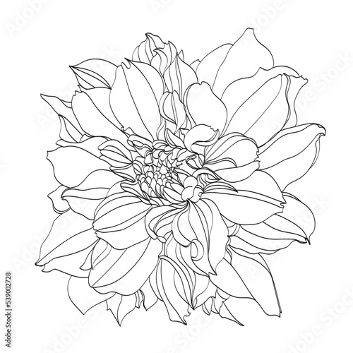 Black and white line illustration of chrysanthemum flowers on a white background. Flower chrysanthemum isolated on white