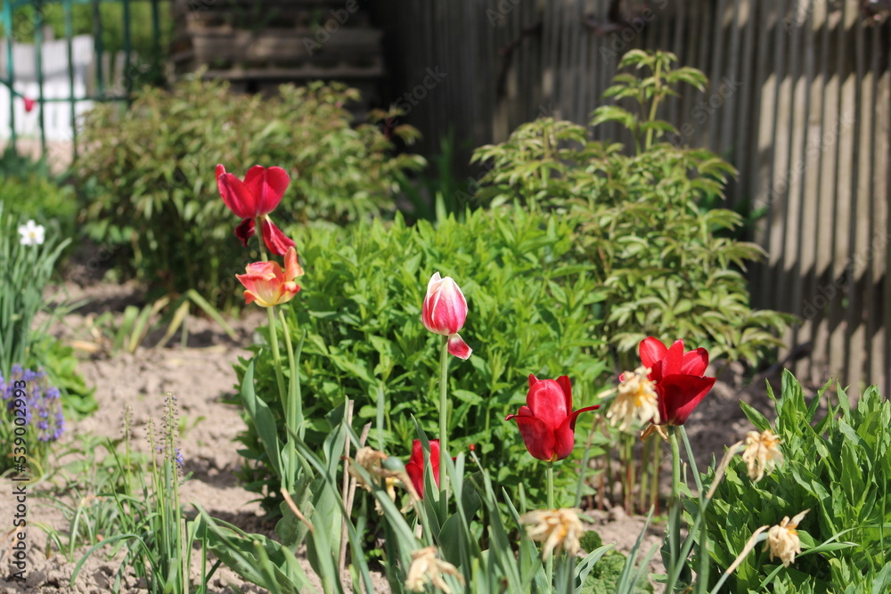 Pink and white tulips against the green grass on a board fence Pink and white tulips against the green grass on a board fence