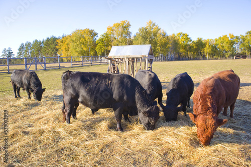 View of Dexters - Irish breed of small cattle at the farm photo