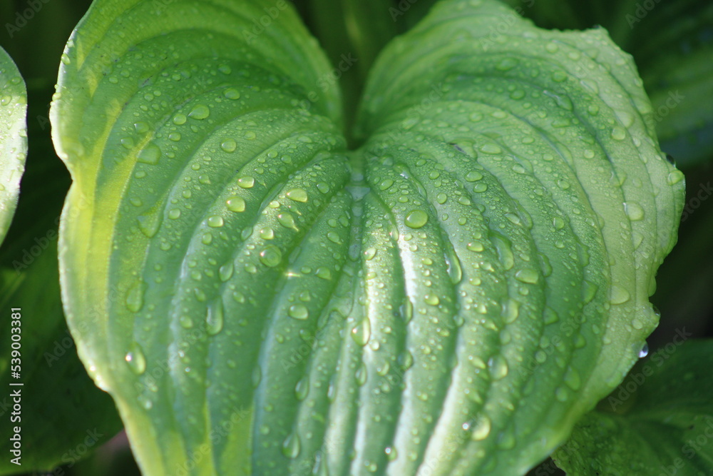 Obraz premium Dew on plants in the summer season