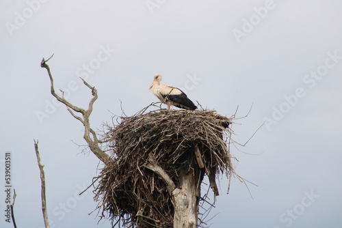 A white stork on top of an old and dry tree