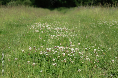Wallpaper Mural A field of white clover flowers Torontodigital.ca