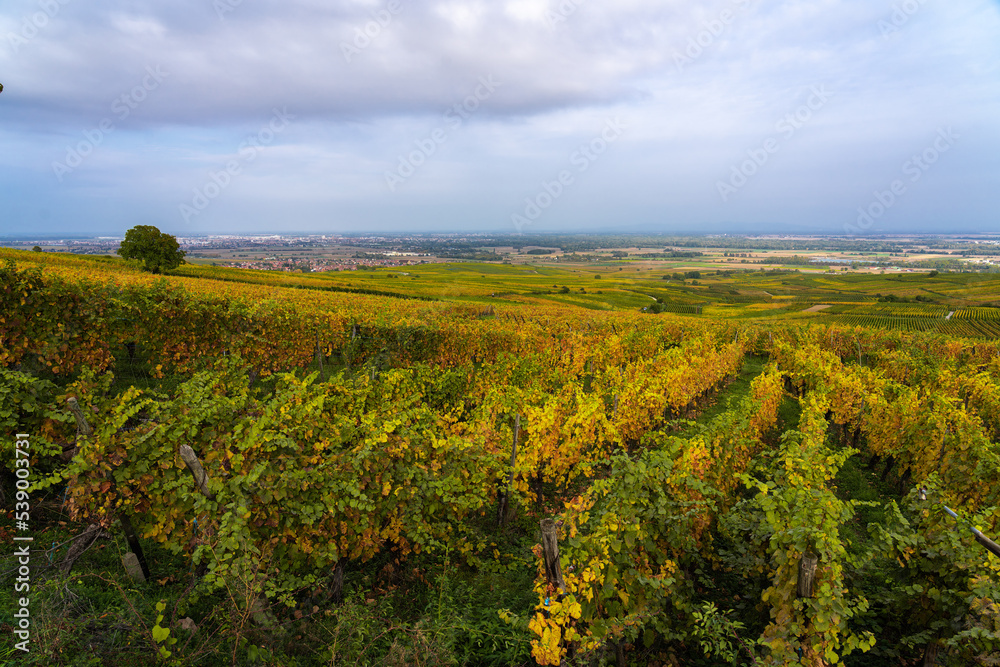 Huge fields of grape vines