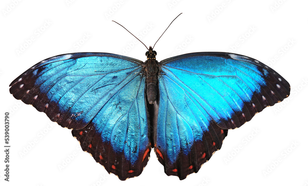 A bright blue butterfly isolated on a white background (png)