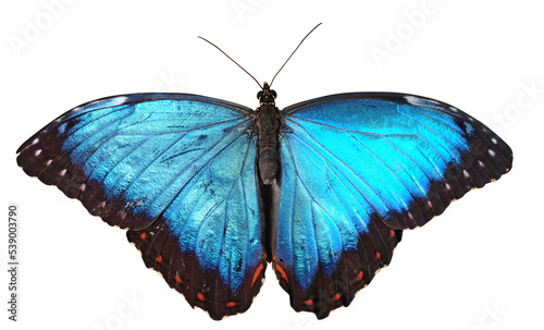 A bright blue butterfly isolated on a white background (png) © PeteG