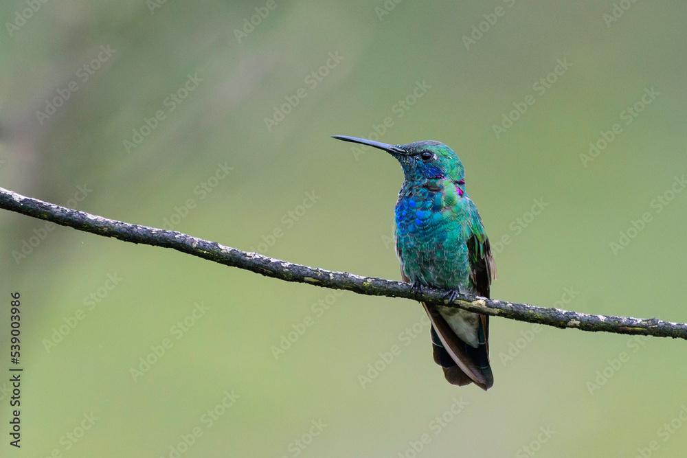 Fototapeta premium kingfisher on the branch