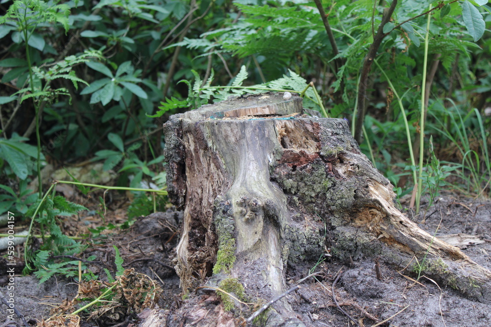 An old birch stump in a pine forest An old birch stump in a pine forest
